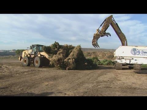 San Diego Christmas tree recycling program runs through Jan. 23