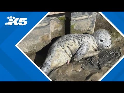 Officials rescue young Harbor seal pup abandoned at Ebey Waterfront Park in Marysville