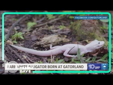 Rare white alligator born at Gatorland