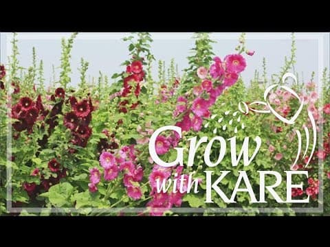 Grow with KARE: All about annuals, biennials and perennials