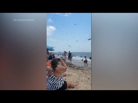 Swarm of dragonflies startles beachgoers in Rhode Island