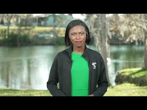 Duo of swans found in Miami after being stolen from Lakeland