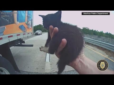 Kitten saved from roadway, adopted