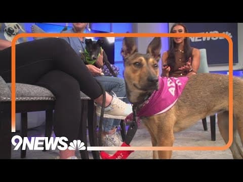Street dogs rescued from Puerto Rico looking for new homes in Colorado