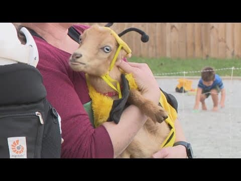 Goat Social Hour: Meet & Mingle with the heard | The Night Cap