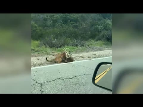 Mountain lion vs. deer caught on video in Alpine