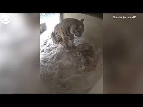 Pair of Sumatran tiger cubs born at Chester Zoo