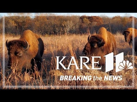 Bison brought back to Spring Lake Park Reserve