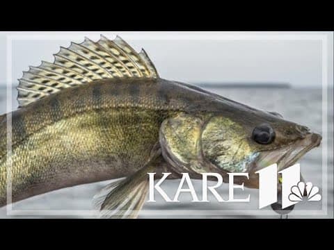 DNR considers using its rule-change authority to lower longtime walleye limit