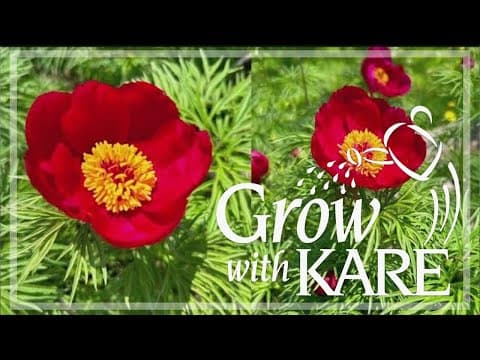 Grow with KARE: Extending peony season