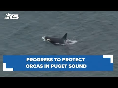 Progress to protect orcas in Puget Sound
