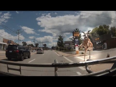 VIDEO: Deer jumps and crashes through bus windshield in Rhode Island