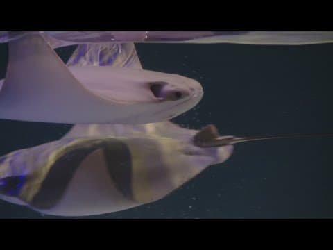 Audubon Aquarium prepares for hurricanes in New Orleans