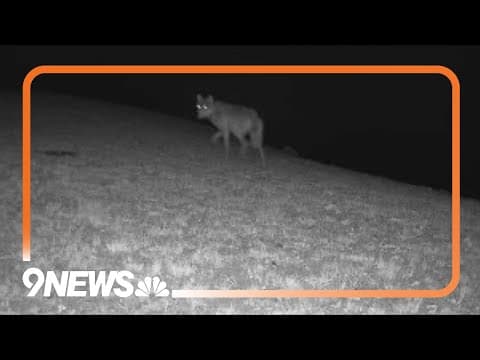 Colorado ranchers can now use night-vision tools to kill wolves