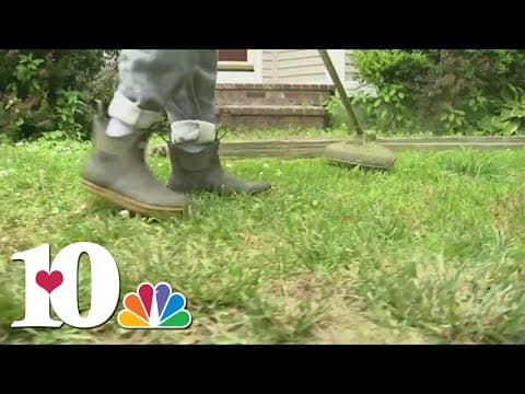 How to prevent a tick and flea infestation in your home