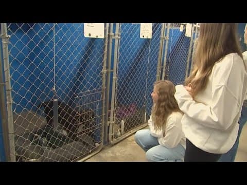 Central Ohio teens hosting Dog-A-Thon to support dog shelters