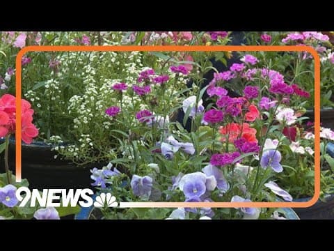 How to properly water your plants