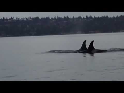 An orca that carried her dead calf for weeks in 2018 is doing so once again