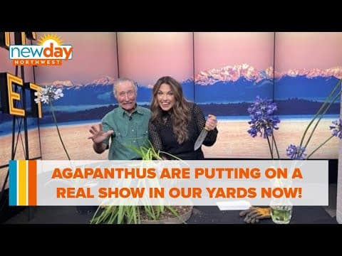 Agapanthus are putting on a real show in our yards now! - New Day NW