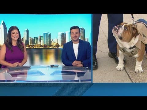 Marine Corps holds promotion ceremony for 'Bruno' the bulldog mascot