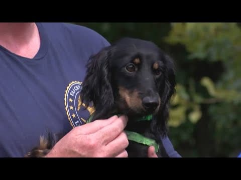 Drone operator saves dog in more ways than one