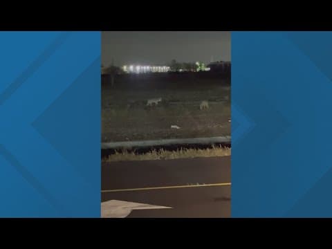 Houston, meet your new neighbors: wild coyotes