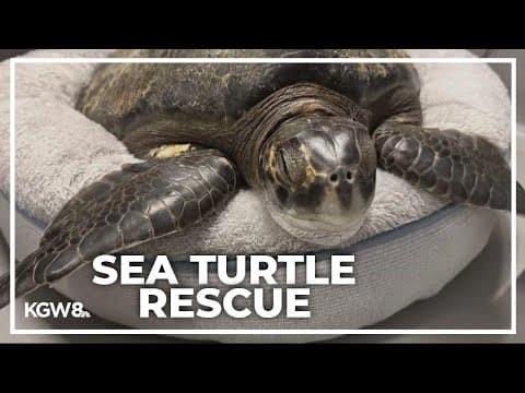 Endangered green sea turtle rescued from Manzanita beach