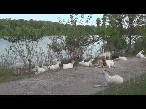 Goats take on landscaping duties at Antrim Park