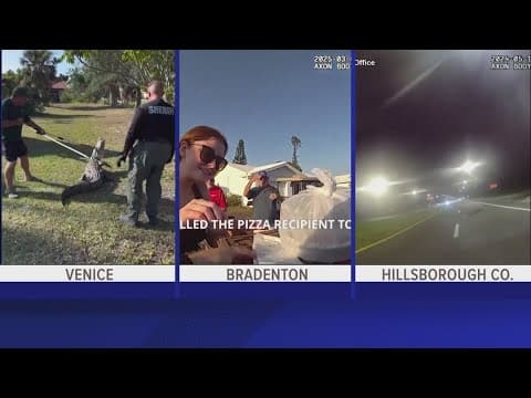 Florida alligator mating season is here — this is how they meet their match