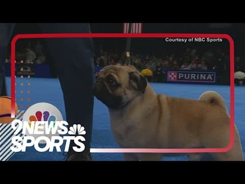 Pug wins Best in Show at National Dog Show