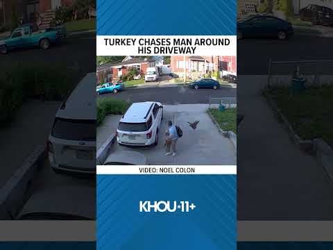 Turkey chases man around SUV
