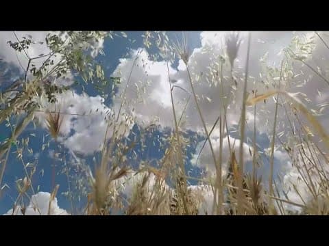 Best ways to protect pets from foxtails