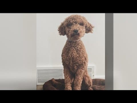 Utah family’s Goldendoodle puppy stolen at Campland on the Bay
