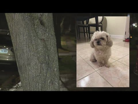 Video captures moment big dog runs off with Shih Tzu in it’s mouth