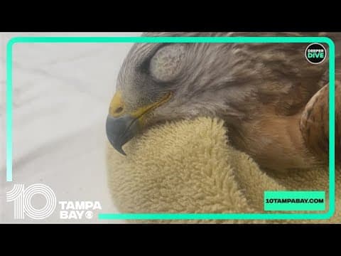 Tampa Bay sees push to end use of rat poison blamed for killing wildlife