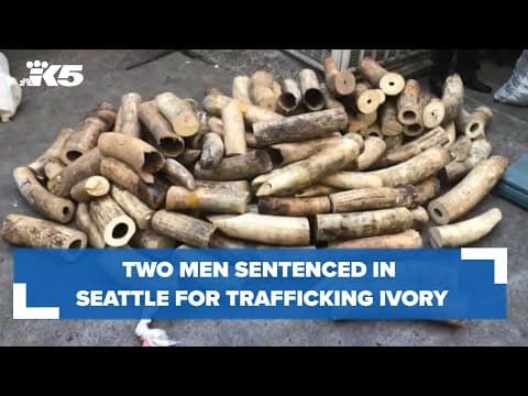 Two men sentenced in Seattle for trafficking ivory