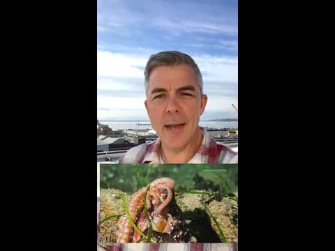 Happy World Octopus Day