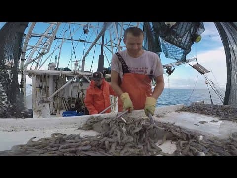 New tariffs on shrimp from 4 countries