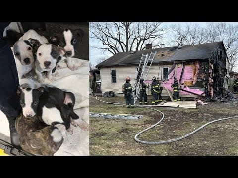 9 dogs rescued from near northeast Indy house fire; 6 people displaced