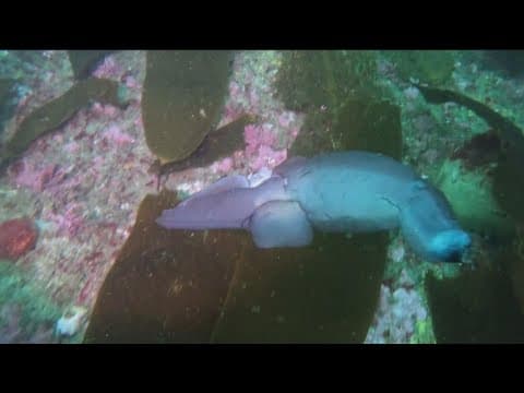 San Diego diver finds rare fish in Point Loma
