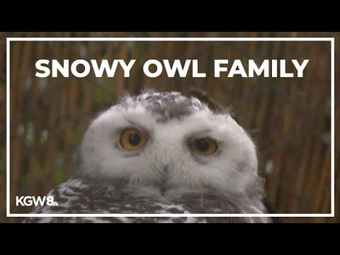 Drew at the Zoo: Snowy Owls