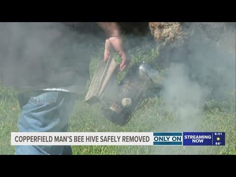 Only on KHOU 11: Bee problem becomes sweet gift for northwest Harris County homeowner