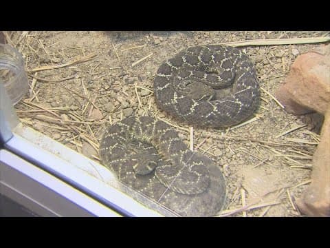 Be extra cautious! Here's why there may be more copperheads out and about