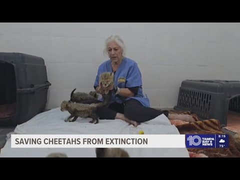 Meet The Woman Saving Cheetahs From Extinction
