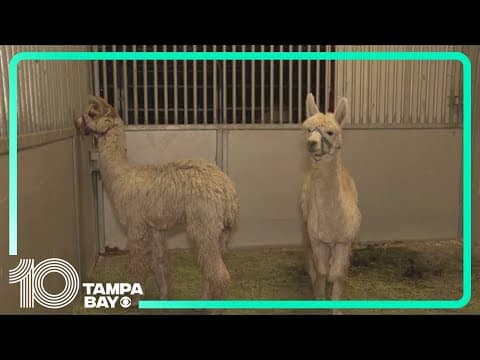 Hundreds of California animal shelters are taking in pets and other animals displaced by the fires