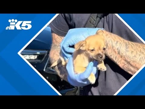 'This is a first': Paramedic revives dog with Narcan