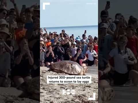 Injured sea turtle returns to ocean to lay eggs