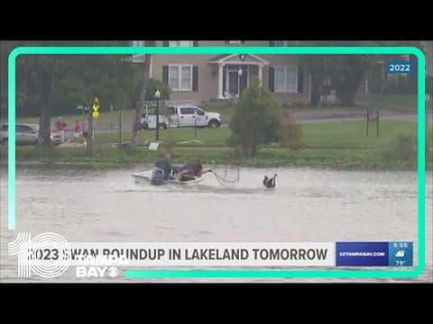 Lakeland to hold 43rd Annual Swan Roundup at Lake Morton