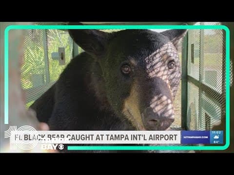 Black bear caught on doorbell cameras across Tampa Bay is likely bear found at TPA