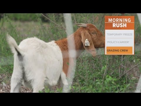 Goats help control spread of invasive plant species near Dallas Love Field